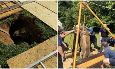 Rescuers Unite With The Entire Effort To Save Trapped Donkey From Sinkhole