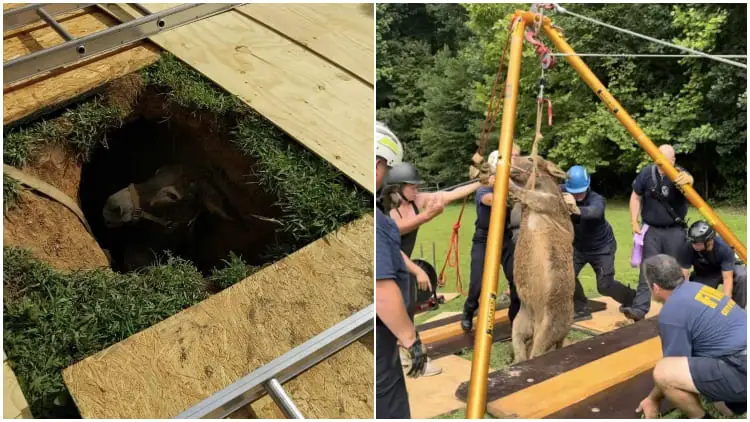 Rescuers Unite With The Entire Effort To Save Trapped Donkey From Sinkhole