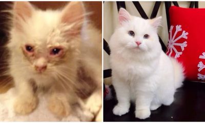 Roadside Homeless Cat Surprises Everyone with Its Stunning Transformation After Being Adopted