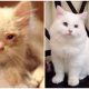 Roadside Homeless Cat Surprises Everyone with Its Stunning Transformation After Being Adopted