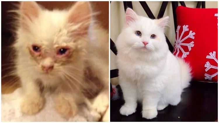 Roadside Homeless Cat Surprises Everyone with Its Stunning Transformation After Being Adopted