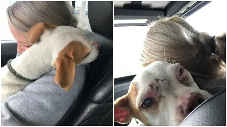 Scared Puppy Finds Comfort in Rescuer's Arms After Escaping Abuse