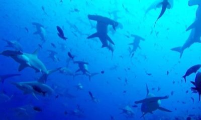 Scientist Discovers Large Group of Hammerhead Sharks in Galapagos