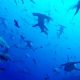 Scientist Discovers Large Group of Hammerhead Sharks in Galapagos