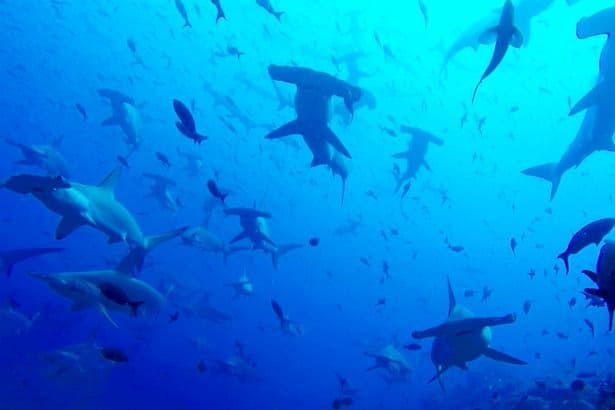 Scientist Discovers Large Group of Hammerhead Sharks in Galapagos