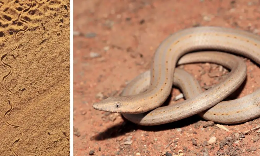 Scientists Discover Four Mysterious Tracks, None Belonging to Snakes