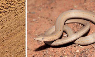 Scientists Discover Four Mysterious Tracks, None Belonging to Snakes