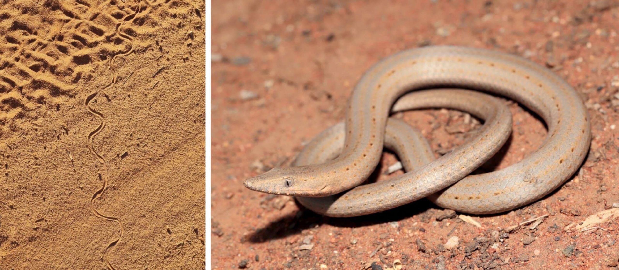 Scientists Discover Four Mysterious Tracks, None Belonging to Snakes