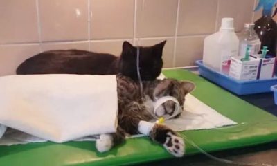 Shelter Saves Cat, Later Discovers It Has A Unique Ability To Comfort Other Unwell Animals