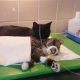 Shelter Saves Cat, Later Discovers It Has A Unique Ability To Comfort Other Unwell Animals