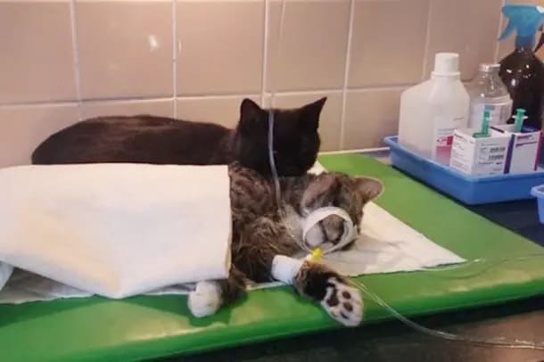 Shelter Saves Cat, Later Discovers It Has A Unique Ability To Comfort Other Unwell Animals
