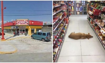 Shop Opens Door, Helping a Stray Dog Inside to Avoid the Scorching Heat on a Summer Day