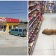 Shop Opens Door, Helping a Stray Dog Inside to Avoid the Scorching Heat on a Summer Day