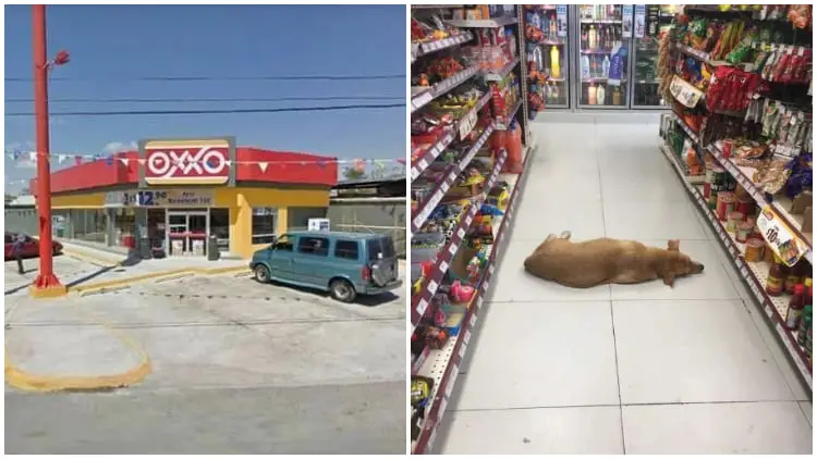 Shop Opens Door, Helping a Stray Dog Inside to Avoid the Scorching Heat on a Summer Day