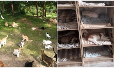 Sibling Creates Shelter and Saves More Than 300 Stray Cats