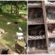 Sibling Creates Shelter and Saves More Than 300 Stray Cats