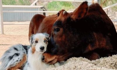 Special Friendship Between a Sick Calf and a Puppy