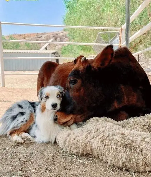 Special Friendship Between a Sick Calf and a Puppy