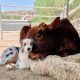 Special Friendship Between a Sick Calf and a Puppy