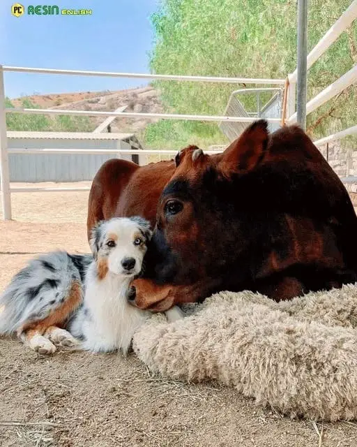 Special Friendship Between a Sick Calf and a Puppy