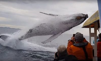 Spectacular Moment Captures Humpback Whale Surprising Boat Cruise with a Leap