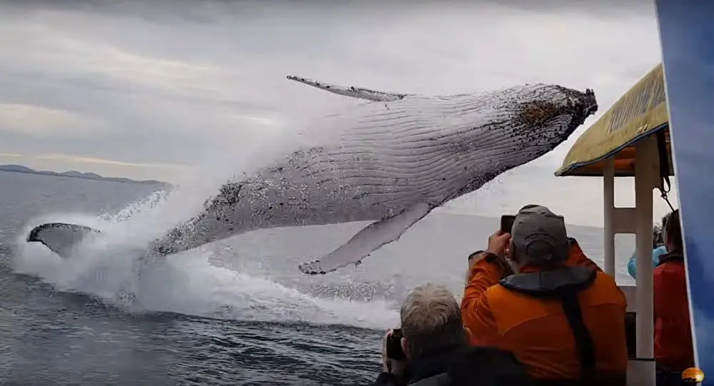 Spectacular Moment Captures Humpback Whale Surprising Boat Cruise with a Leap