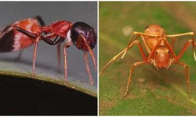 Spiders Use Clever Tactics To Pretend To Be Ants To Sneak Into Their Colony