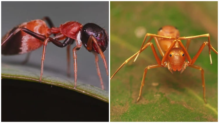 Spiders Use Clever Tactics To Pretend To Be Ants To Sneak Into Their Colony