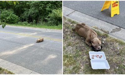 Starving Puppy Rescued from Road Finds a Forever Loving Home