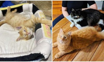 Stray Blind Kitten's Heartwarming Journey, From Hugs to Fulfilling His Wish in 5 Months