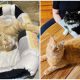 Stray Blind Kitten's Heartwarming Journey, From Hugs to Fulfilling His Wish in 5 Months