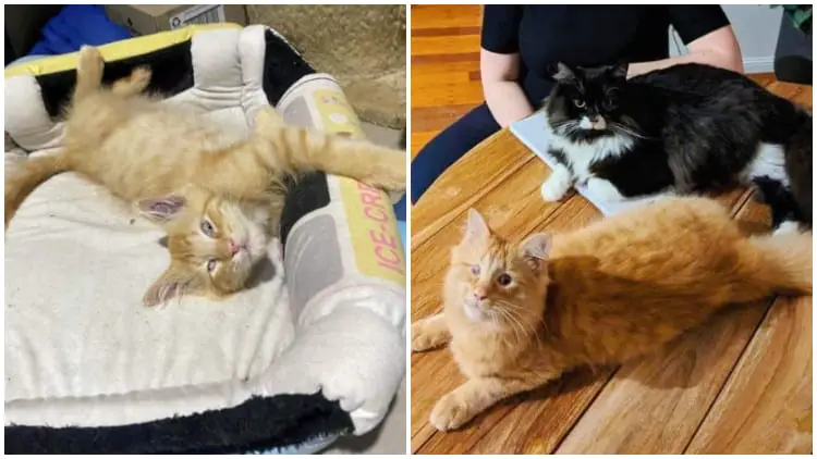 Stray Blind Kitten's Heartwarming Journey, From Hugs to Fulfilling His Wish in 5 Months