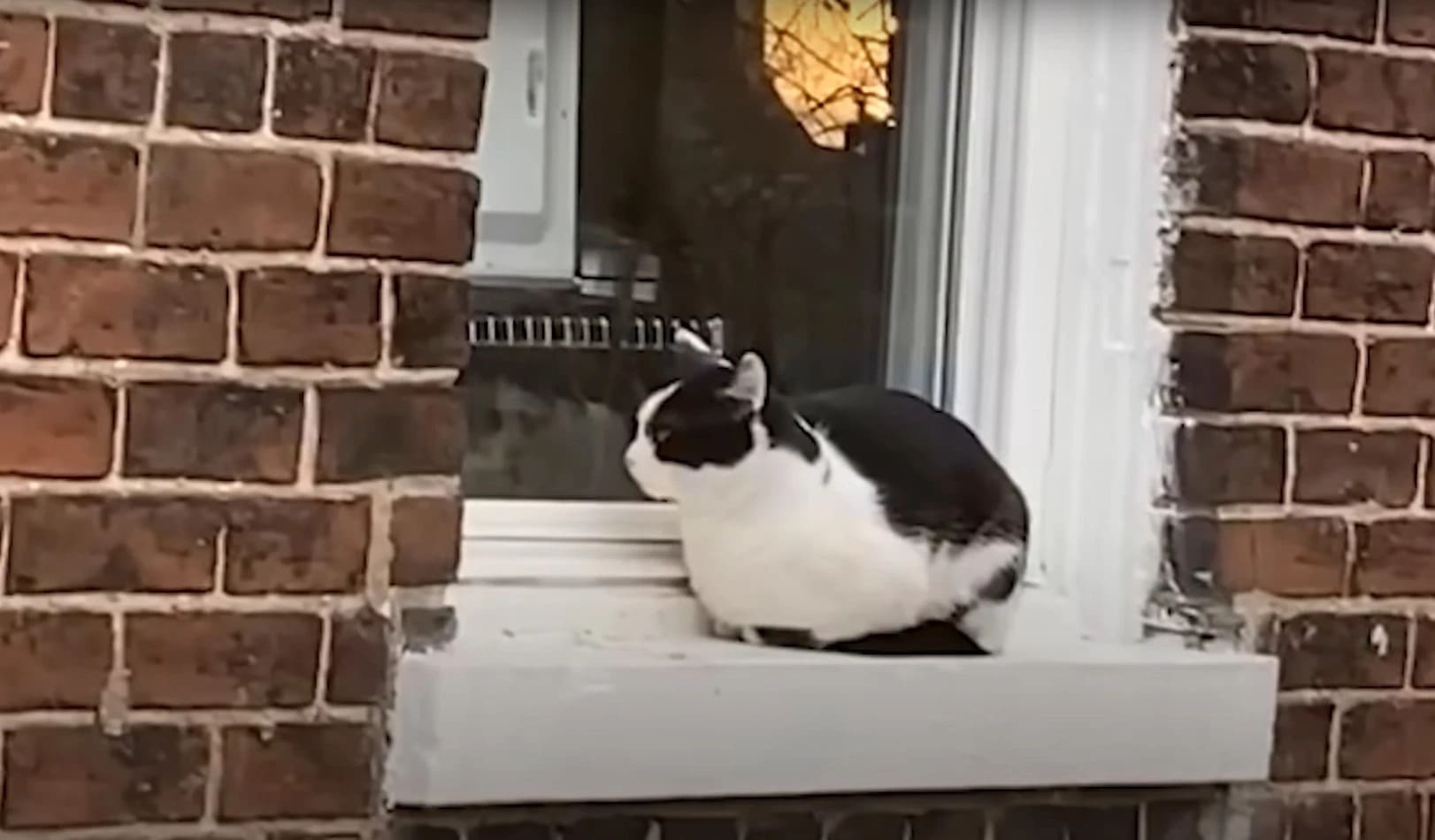 Stray Cat Wants Woman To Give It A Loving Forever Home By Pawing Through Her Window Every Day