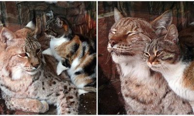 Stray Cat Sneaks into Zoo and Becomes Best Friends with Lynx