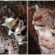 Stray Cat Sneaks into Zoo and Becomes Best Friends with Lynx