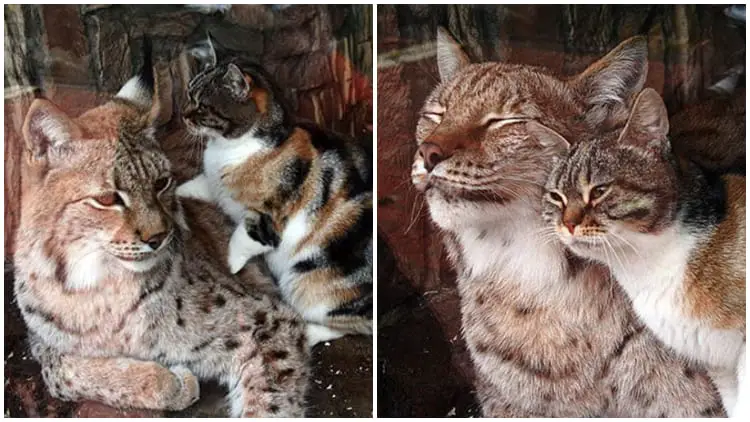 Stray Cat Sneaks into Zoo and Becomes Best Friends with Lynx