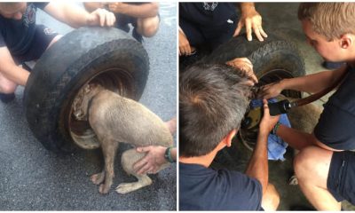 Stray Dog Trapped in Tire Rescued and Treated to a Touching Surprise