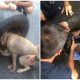 Stray Dog Trapped in Tire Rescued and Treated to a Touching Surprise