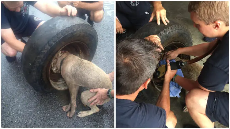 Stray Dog Trapped in Tire Rescued and Treated to a Touching Surprise