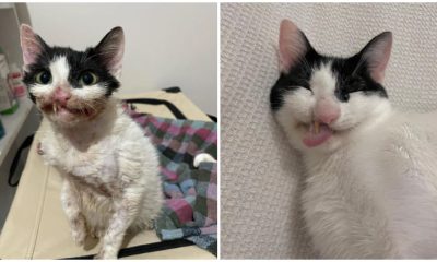 Stray Kitten with a Funny Crooked Smile Shines Happily After Getting Another Chance in Life