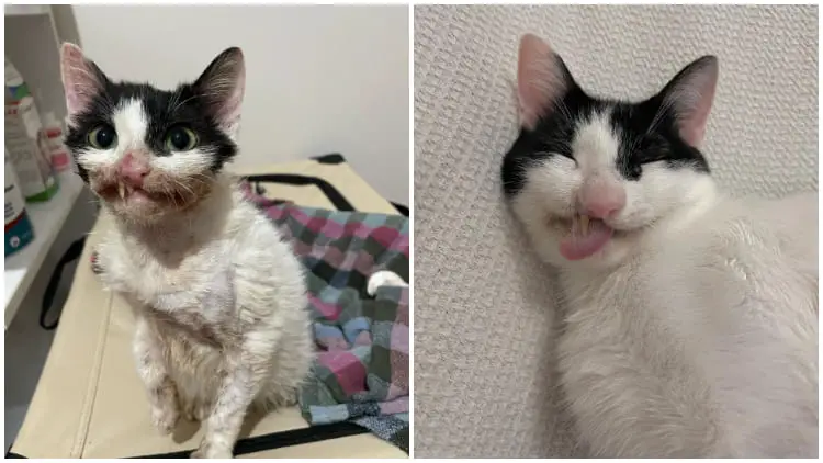 Stray Kitten with a Funny Crooked Smile Shines Happily After Getting Another Chance in Life