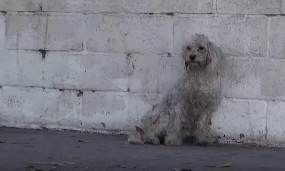 Stray Poodle Realizes She's Being Saved, Her Response Brings Tears To Everyone