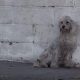 Stray Poodle Realizes She's Being Saved, Her Response Brings Tears To Everyone