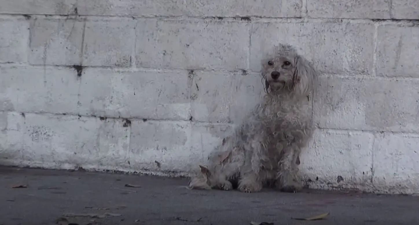 Stray Poodle Realizes She's Being Saved, Her Response Brings Tears To Everyone