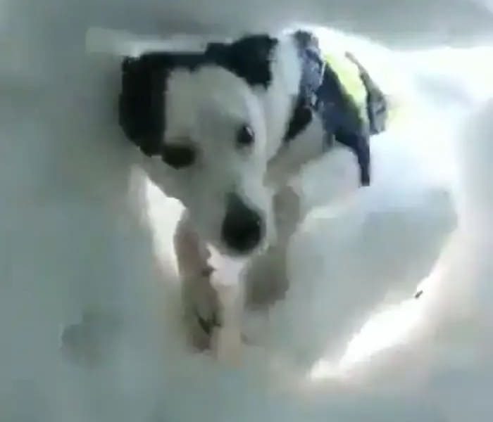 Stuck In Snow, This Man Captures The Heroic Rescue Of A Mountain Dog