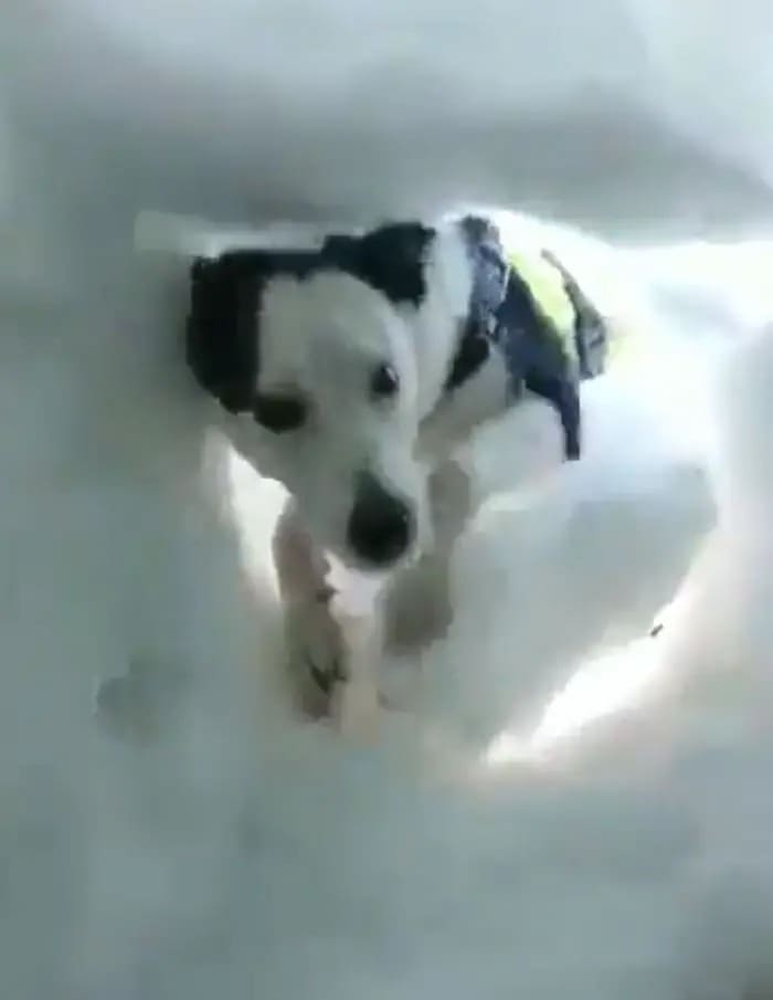Stuck In Snow, This Man Captures The Heroic Rescue Of A Mountain Dog