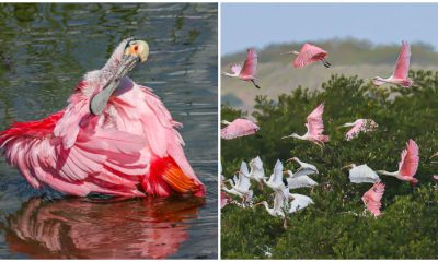 Surprised By A Big Pink Feather In Her Yard, The Woman Can't Believe Who It Belongs To