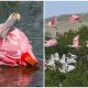 Surprised By A Big Pink Feather In Her Yard, The Woman Can't Believe Who It Belongs To