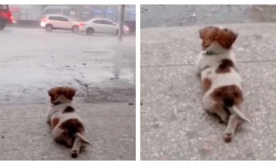 Sweet Video of a Tiny Dog Quietly Enjoying the Natural Beauty of the Rain