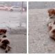 Sweet Video of a Tiny Dog Quietly Enjoying the Natural Beauty of the Rain